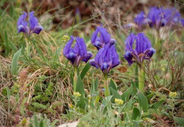 Ormanda güzel bahar çiçekleri