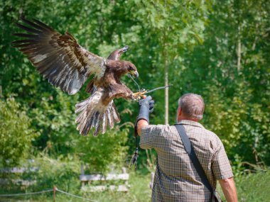 Bir kartalla çalışan bir şahin görüntüsü