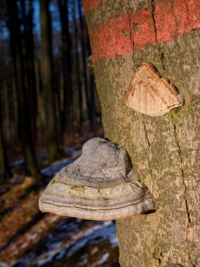 Ormandaki bir ağacın ağaç kabuğuna yakın çekim.