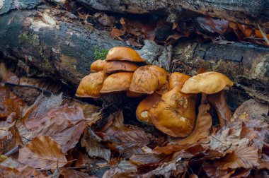 Sonbahar ormanındaki mantarlar