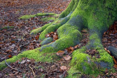 Ağaç gövdesi dokusu, orman bitkisi.
