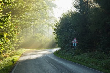 Ormanda güzel bir yol