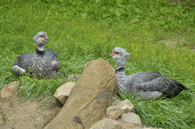 Çimlerin üzerinde iki genç hindi. Köydeki çiftlik..
