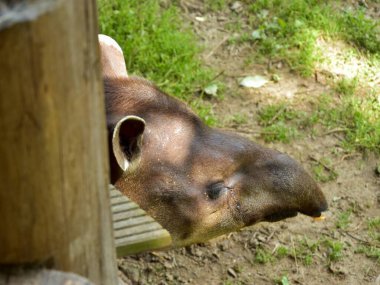 Hayvanat bahçesindeki Tapir manzarası