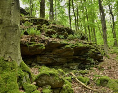 Ormandaki bir yamaçtan yükselen bir kaya görüntüsü