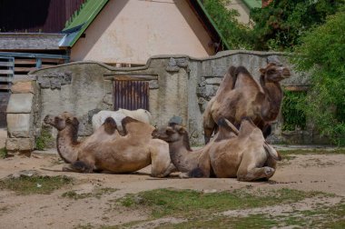 Hayvanat bahçesindeki develer.