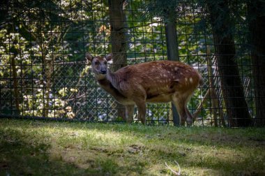 Hayvanat bahçesindeki benekli sambar manzarası