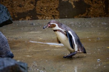 Hayvanat bahçesindeki Humboldt pengueni, vahşi hayvanlar.