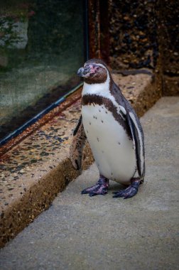Hayvanat bahçesindeki Humboldt pengueni, vahşi hayvanlar.