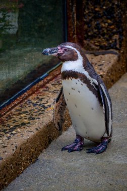Hayvanat bahçesindeki Humboldt pengueni, vahşi hayvanlar.