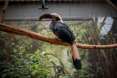 View of the Horned Hornbill in the ZOO aviary clipart