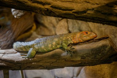 Hayvanat bahçesindeki Dracaena guiana manzarası