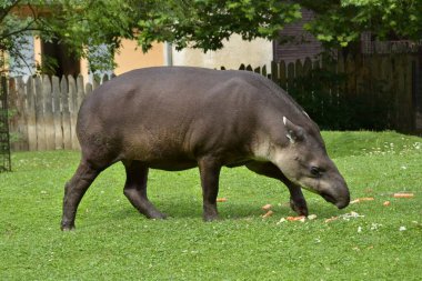 siyah domuz (trathous caperus )