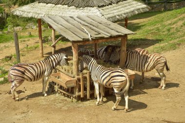 Zebra hayvanat bahçesinde