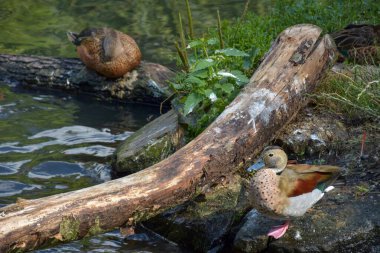 Ördekli kırmızı ördek