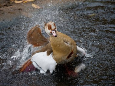 Hayvanat bahçesindeki Mısırlı kaz, kanatlarını çırpıyor, uçan su