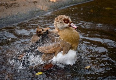 Hayvanat bahçesindeki Mısırlı kaz, kanatlarını çırpıyor, uçan su