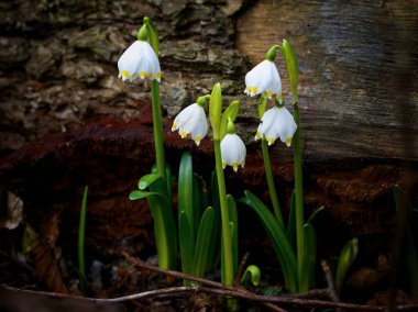 Detail of Spring snowdrop, Jechovec protected landscape area near Telc