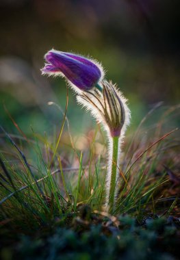 Brno 'daki Novy Liskovec otlağındaki geniş çiçekli kekik çiçeğinin yakın plan görüntüsü