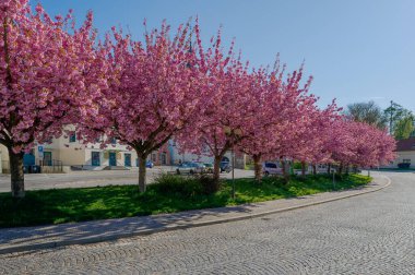 Pelhrimov sokaklarında çiçek açan sakura ağaçlarının manzarası