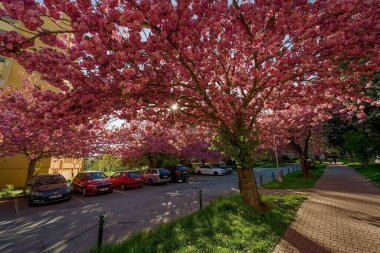 Pelhrimov sokaklarında çiçek açan sakura ağaçlarının manzarası