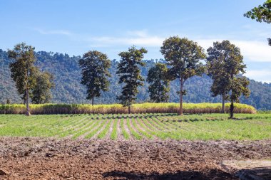 Dağların yakınındaki taşrada tarım.