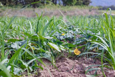Balkabağı, balkabağı ekimi şeker kamışı ile birleşince tarım oluyor..