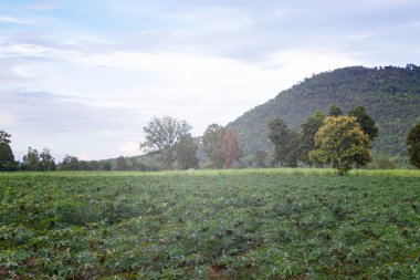Dağların ve manyok bitkisinin yakınındaki vilayetlerde tarım..