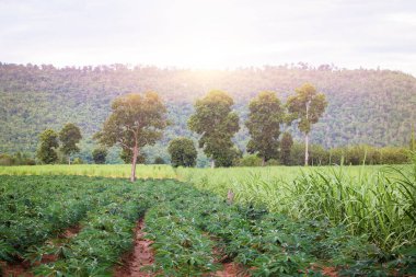 Dağların ve manyok bitkisinin yakınındaki vilayetlerde tarım..