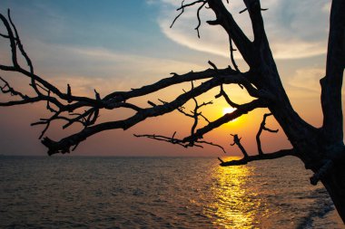 Gün batımı ve ağaç silueti hakkında