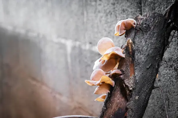 Auricularia auricula-judae, istiridye mantarı, mantar, ekme, büyüme, tarım, tarım sektörü..