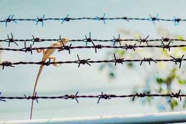 Bir bukalemun çitlere takıldı, ona şüpheyle baktı..