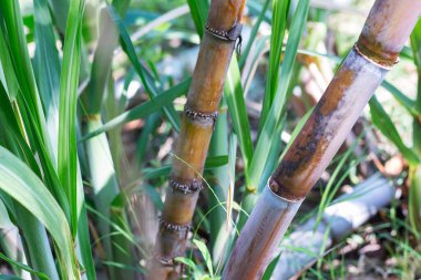 Şeker kamışı tomurcukları tarıma ekildiğinde büyür. Şeker kamışı ve şeker kamışı filizleniyor.