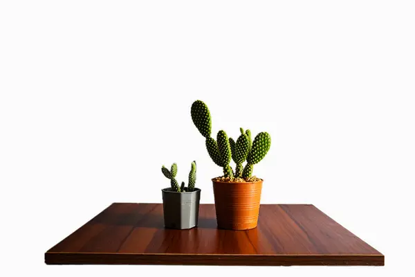 Kontrplak üzerine kurulmuş vazoda küçük bir kaktüs. ve mavi arkaplan