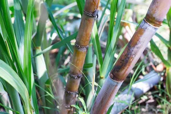 Şeker kamışı tomurcukları tarıma ekildiğinde büyür. Şeker kamışı ve şeker kamışı filizleniyor.