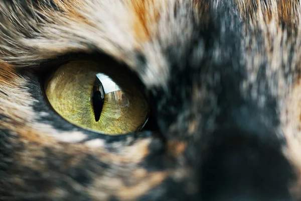 一只猫的黄色和绿色眼睛的特写 宠物在相机前 可爱的家畜 有一双小眼睛的猫 宏观摄影 — 图库照片