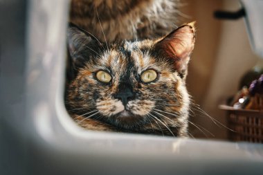 Sarı gözlü kedi yavrusu kameraya bakıyor. Garip renkli kedi yalan söylüyor ve masaüstünde rahatlıyor. Evcil hayvan teması. Evcil hayvanlar ve yaşam tarzı konsepti.