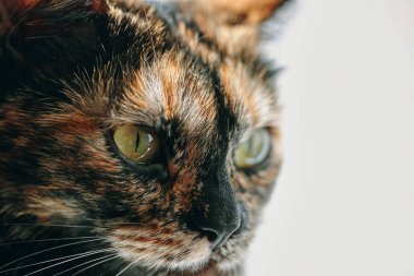 Profildeki sevimli sarı gözlü kedi yavrusunun ağzı. Siyah burunlu ve hafif yanaklı bir kedi. Güpegündüz evcil hayvan. Evcil hayvanların yakın plan teması.