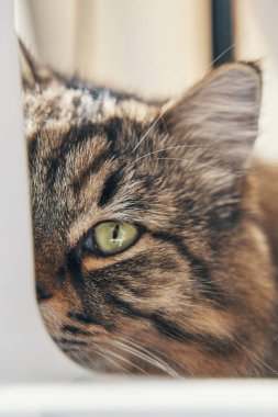 Yumuşak kedi kameraya tek gözle bak. Masaüstünde çok renkli meraklı bir kedicik yatıyor. Pussycat beyaz nesneden dışarı bakıyor. Evcil hayvanlar ve yaşam tarzı konsepti. Evcil hayvan temaları.