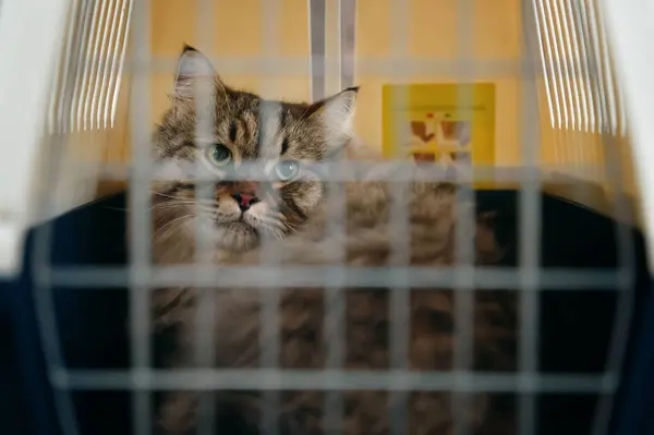 A cat in distress, carried in a crate to the vets office.