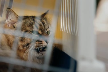 Gönüllüler tarafından yakalanan, evi olmayan başıboş bir kedi tıslama ile saldırganlığını ifade eder ve bir taşıyıcının içinde bir kafeste kapalı kalır..
