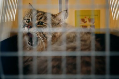 Gönüllüler evsiz bir kediyi yakaladılar, şimdi insanlara tıslıyor ve bir taşıyıcının içinde bir kafes işgal ediyor..