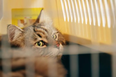 Ümitsiz bir kedi, sandık içinde veteriner kliniğine gidiyor..