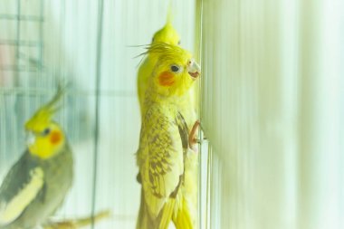 Sarı papağan Corella kafesin kenarını diğer kuşların yanında tutuyor.