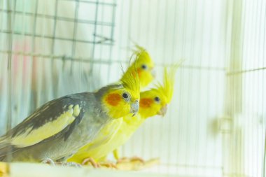 Bir grup papağan bir kafeste oturur ve sallanır.