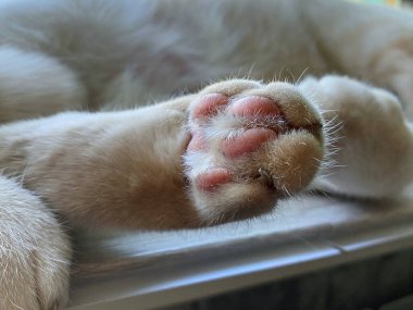 Beyaz bir kedinin arka pençesine yakın çekim.