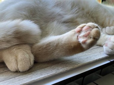 Beyaz bir kedinin arka pençesine yakın çekim.