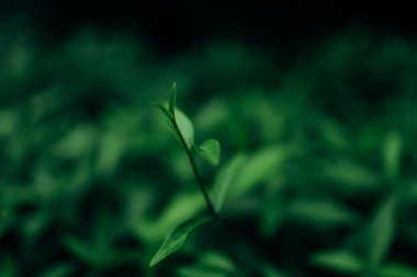 Yeşil yaprak yakın plan. Yüksek kalite fotoğraf