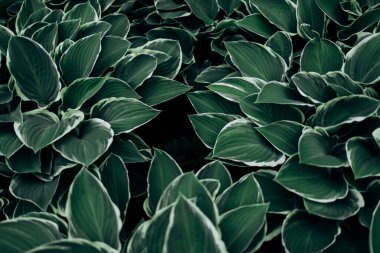 Yeşil yaprak dokusunu ve soyut arkaplanı kapat. Doğa konsepti, Karanlık ton..