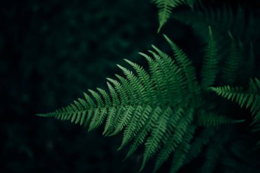 Bracken yakın plandan ayrılıyor. Yüksek kalite fotoğraf